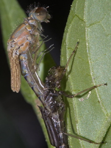 Damselfly (1 of 4):
Ex-diver, changing equipment. by Chris Krambeck 